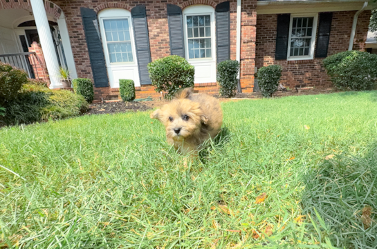 Havapoo Puppy for Adoption