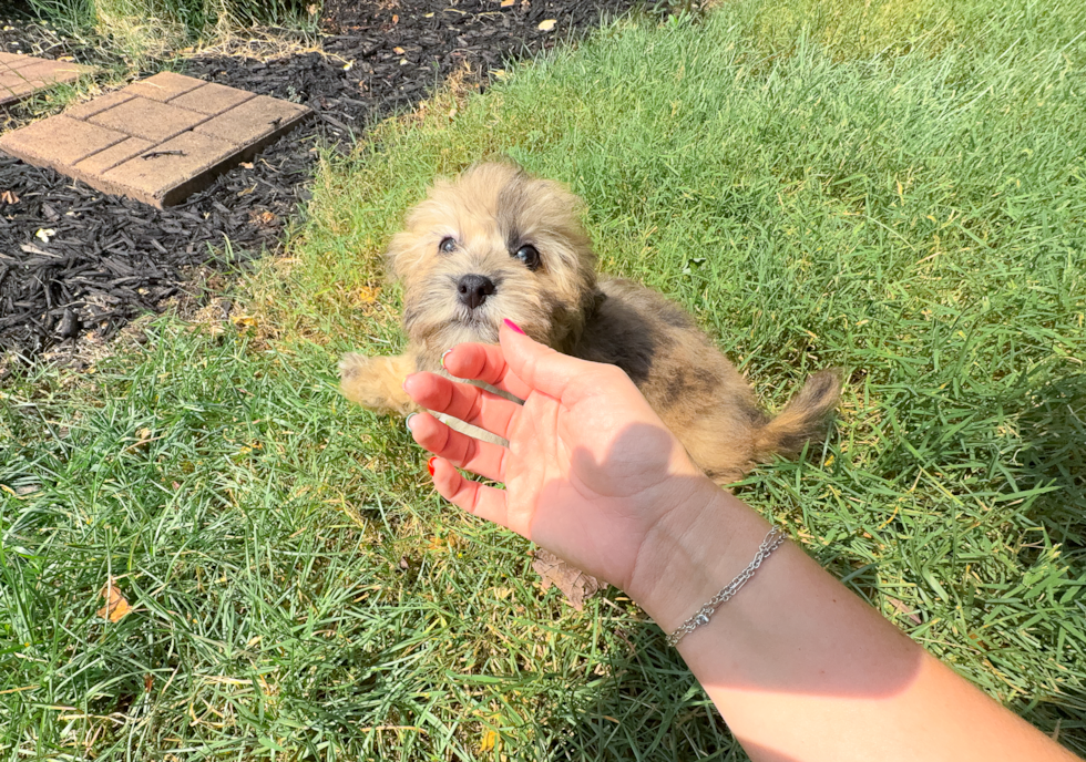 Cute Havadoodle Poodle Mix Puppy