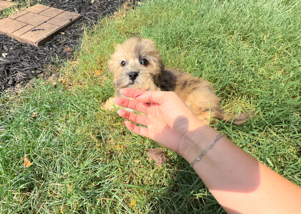 Cute Havapoo Poodle Mix Pup