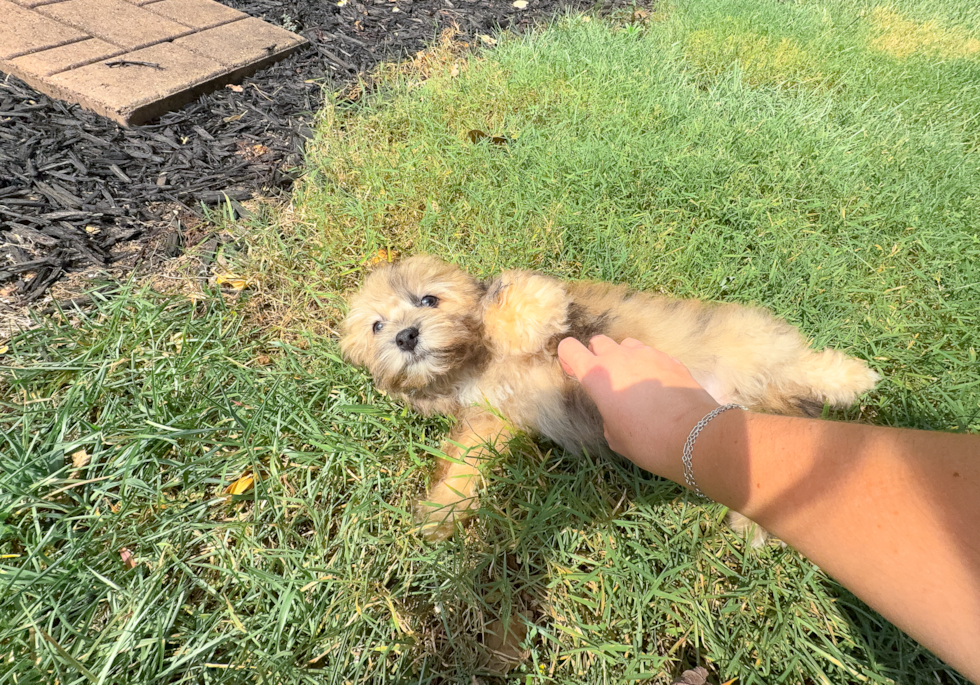 Cute Havadoodle Poodle Mix Puppy