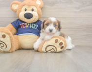 7 week old Havapoo Puppy For Sale - Simply Southern Pups