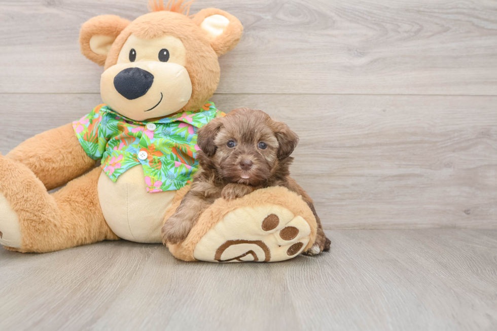Smart Havapoo Poodle Mix Pup