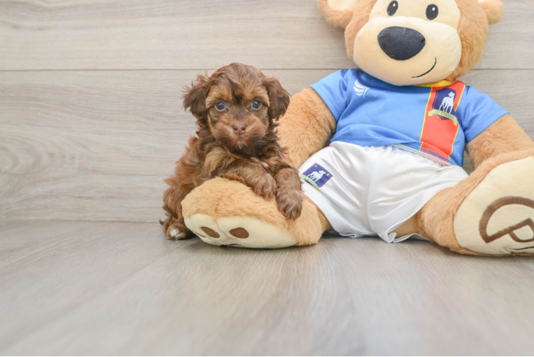 Havapoo Puppy for Adoption