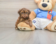 8 week old Havapoo Puppy For Sale - Simply Southern Pups