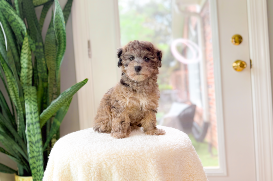 Havapoo Puppy for Adoption