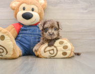 7 week old Havapoo Puppy For Sale - Simply Southern Pups