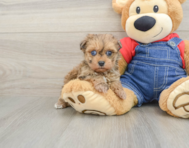 7 week old Havapoo Puppy For Sale - Simply Southern Pups