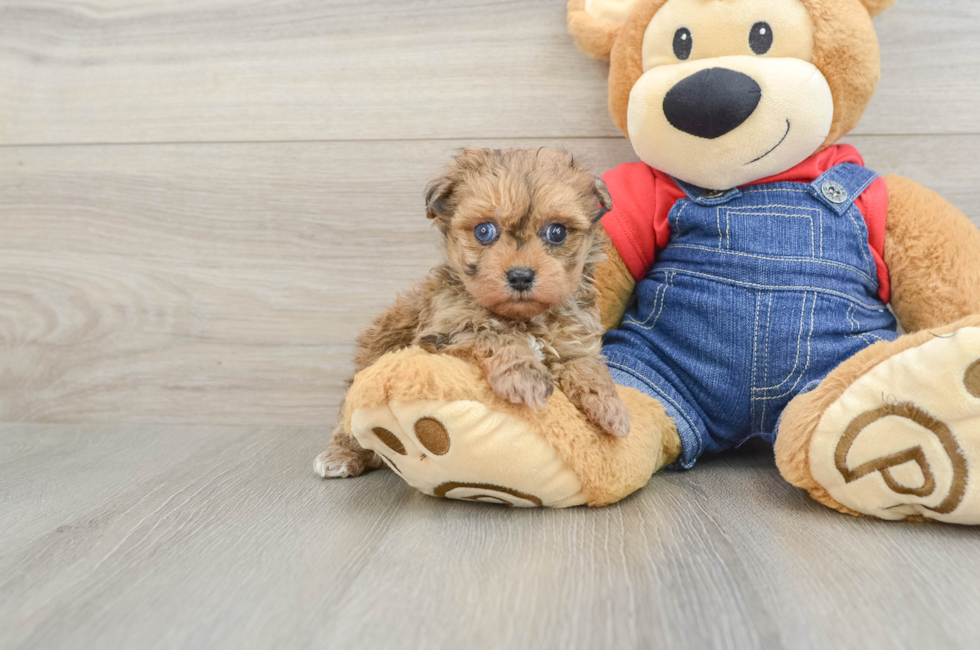 5 week old Havapoo Puppy For Sale - Simply Southern Pups