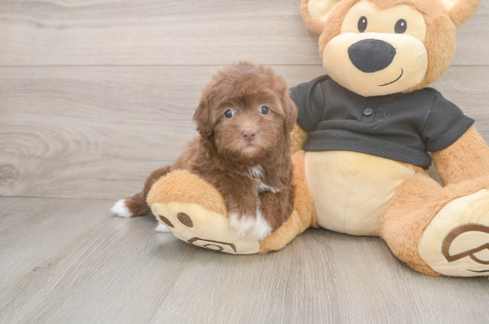 6 week old Havapoo Puppy For Sale - Simply Southern Pups