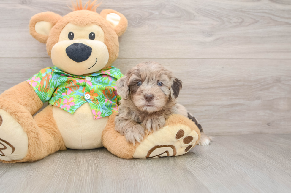 Havapoo Pup Being Cute