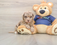 8 week old Havapoo Puppy For Sale - Simply Southern Pups