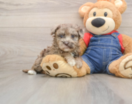 7 week old Havapoo Puppy For Sale - Simply Southern Pups