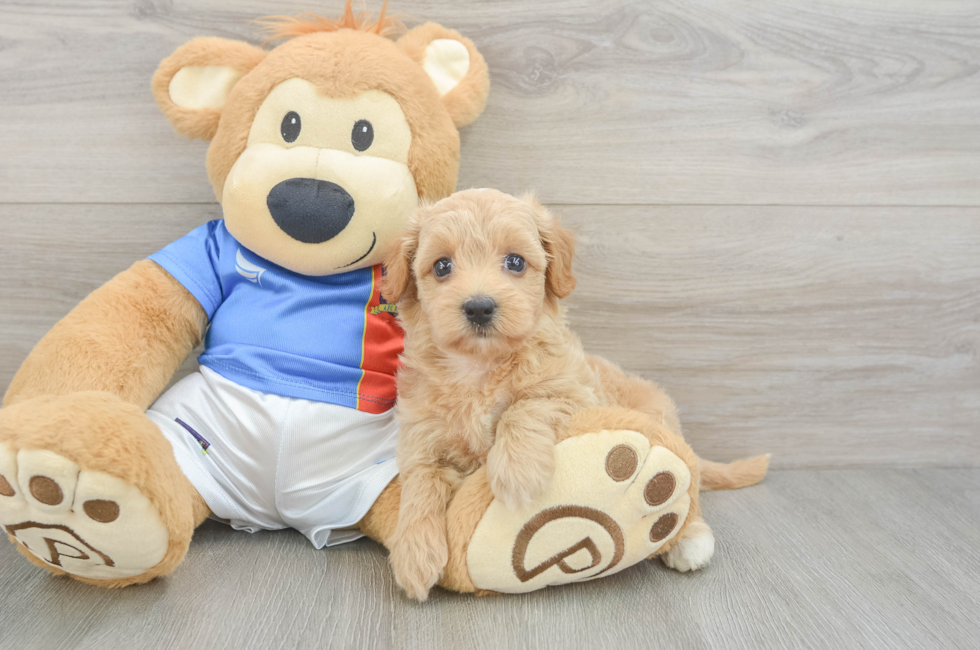 5 week old Havapoo Puppy For Sale - Simply Southern Pups