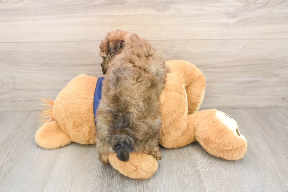 Hypoallergenic Havadoodle Poodle Mix Puppy