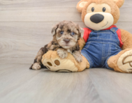 7 week old Havapoo Puppy For Sale - Simply Southern Pups