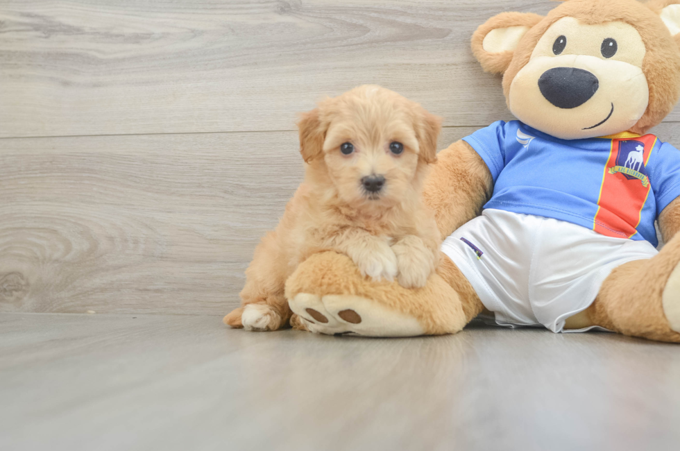 5 week old Havapoo Puppy For Sale - Simply Southern Pups