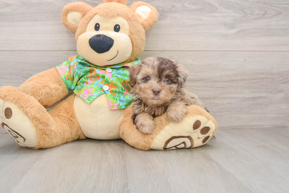 Havapoo Puppy for Adoption