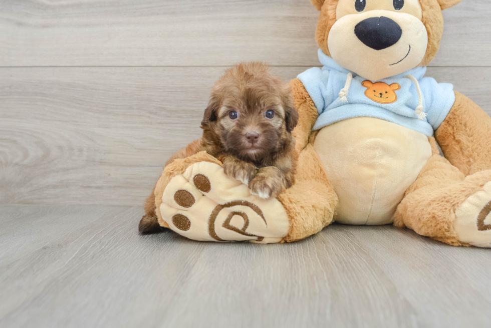 Petite Havapoo Poodle Mix Pup