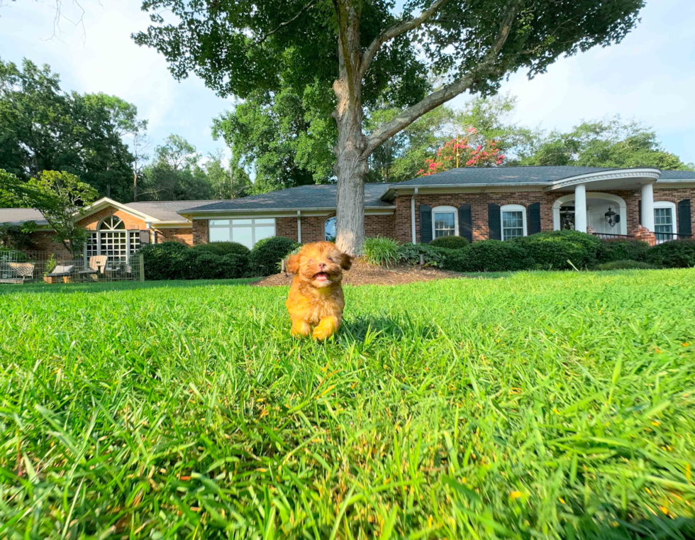 Cute Havadoodle Poodle Mix Puppy