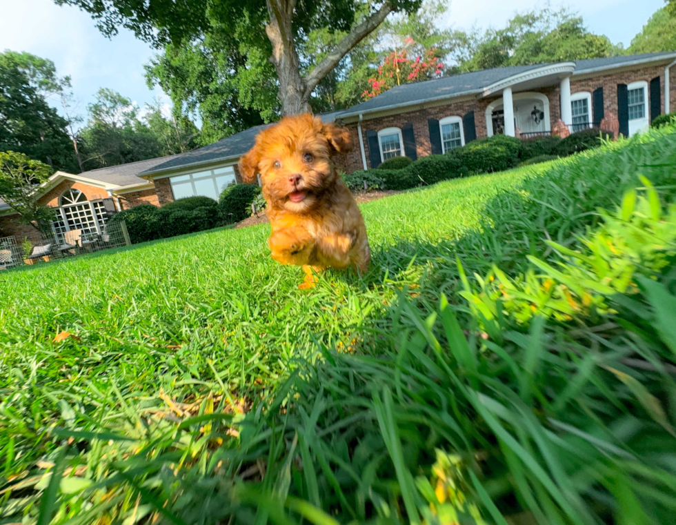 Cute Havadoodle Poodle Mix Puppy