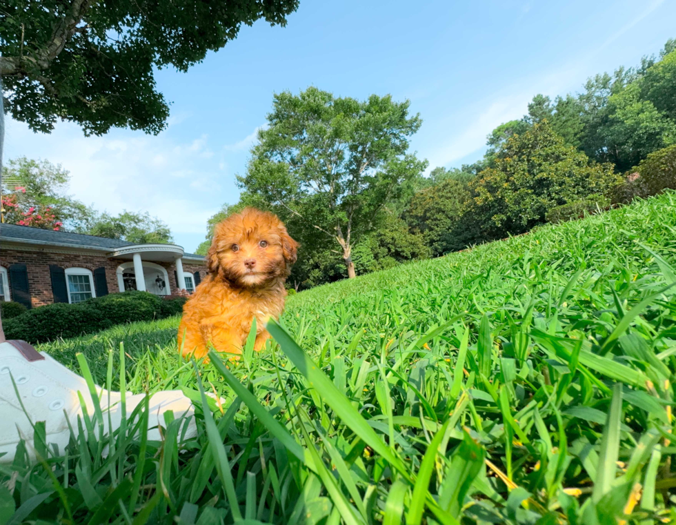 Havapoo Pup Being Cute