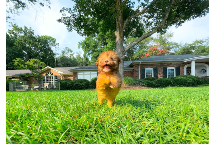 Cute Havapoo Poodle Mix Pup