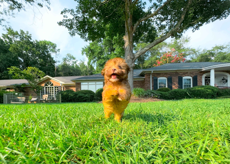 Cute Havapoo Poodle Mix Pup