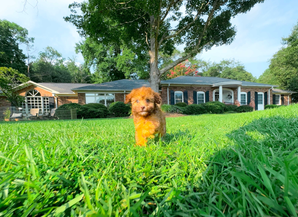 Havapoo Pup Being Cute