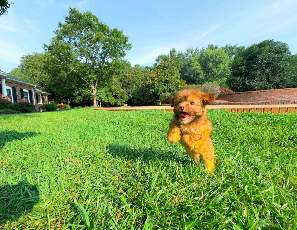 Cute Havapoo Poodle Mix Pup