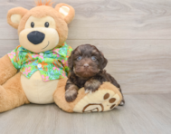 7 week old Havapoo Puppy For Sale - Simply Southern Pups