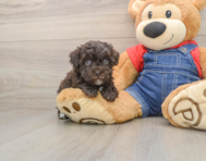 8 week old Havapoo Puppy For Sale - Simply Southern Pups