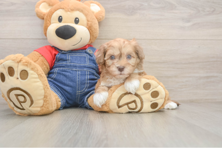 Havapoo Puppy for Adoption
