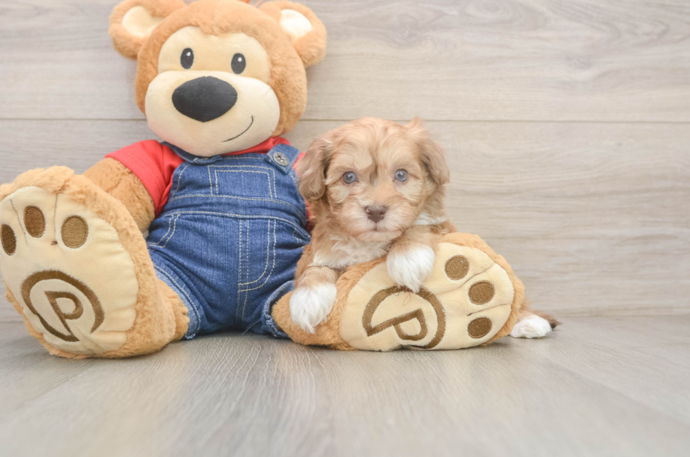 6 week old Havapoo Puppy For Sale - Simply Southern Pups