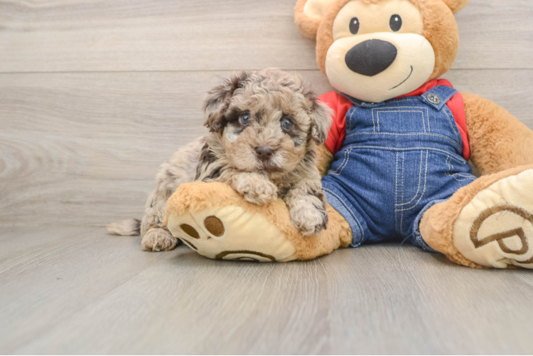Little Havadoodle Poodle Mix Puppy