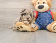 9 week old Havapoo Puppy For Sale - Simply Southern Pups