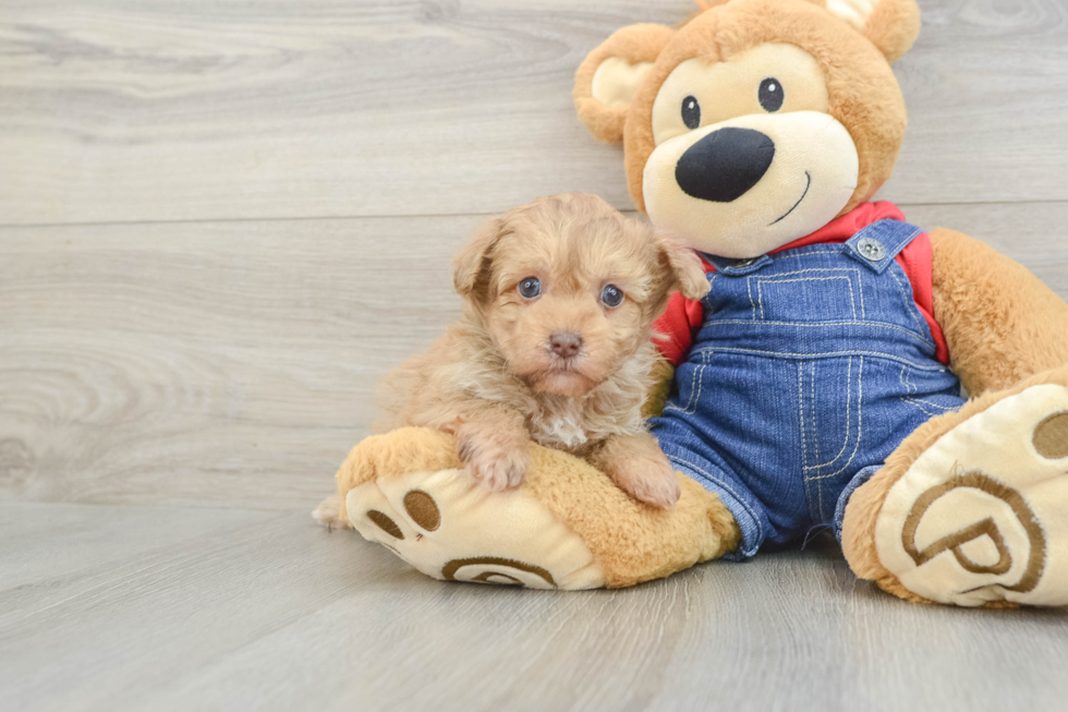 Havapoo Pup Being Cute