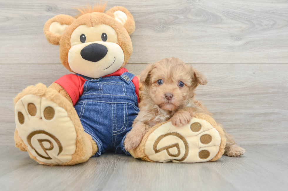 5 week old Havapoo Puppy For Sale - Simply Southern Pups