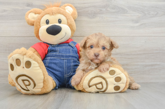 Fluffy Havapoo Poodle Mix Pup