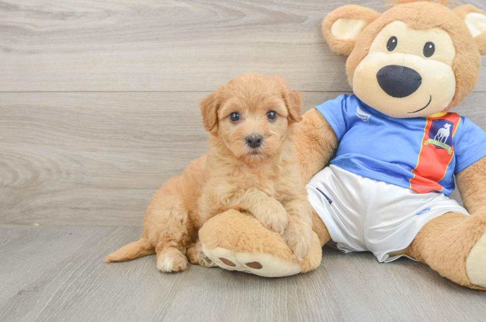 5 week old Havapoo Puppy For Sale - Simply Southern Pups