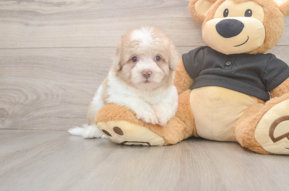 6 week old Havapoo Puppy For Sale - Simply Southern Pups