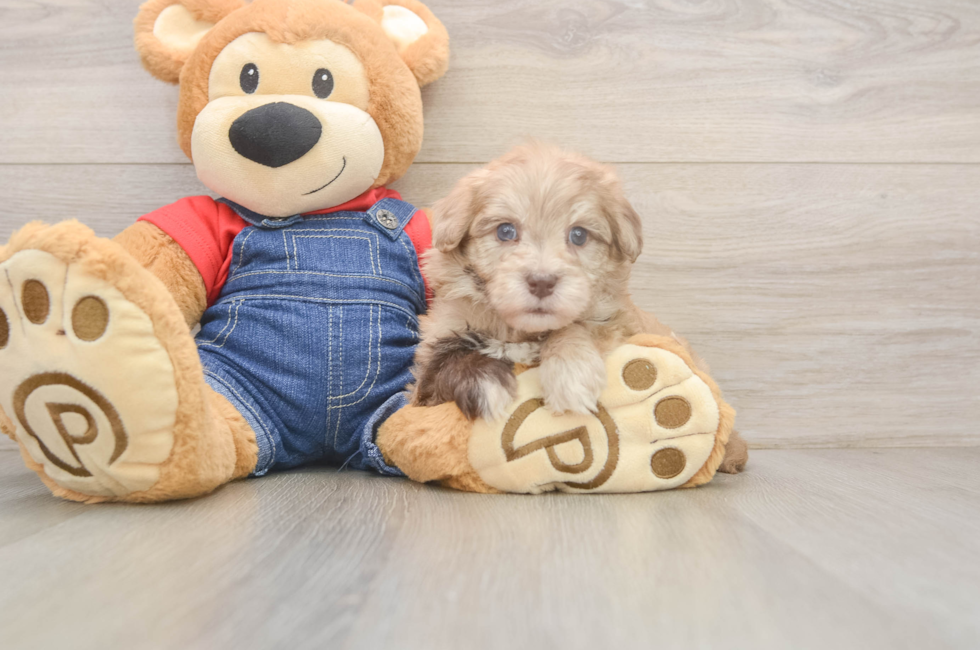 6 week old Havapoo Puppy For Sale - Simply Southern Pups