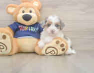 7 week old Havapoo Puppy For Sale - Simply Southern Pups