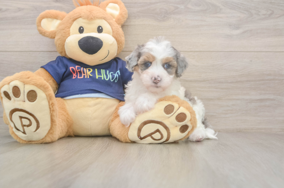 5 week old Havapoo Puppy For Sale - Simply Southern Pups