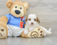 6 week old Havapoo Puppy For Sale - Simply Southern Pups