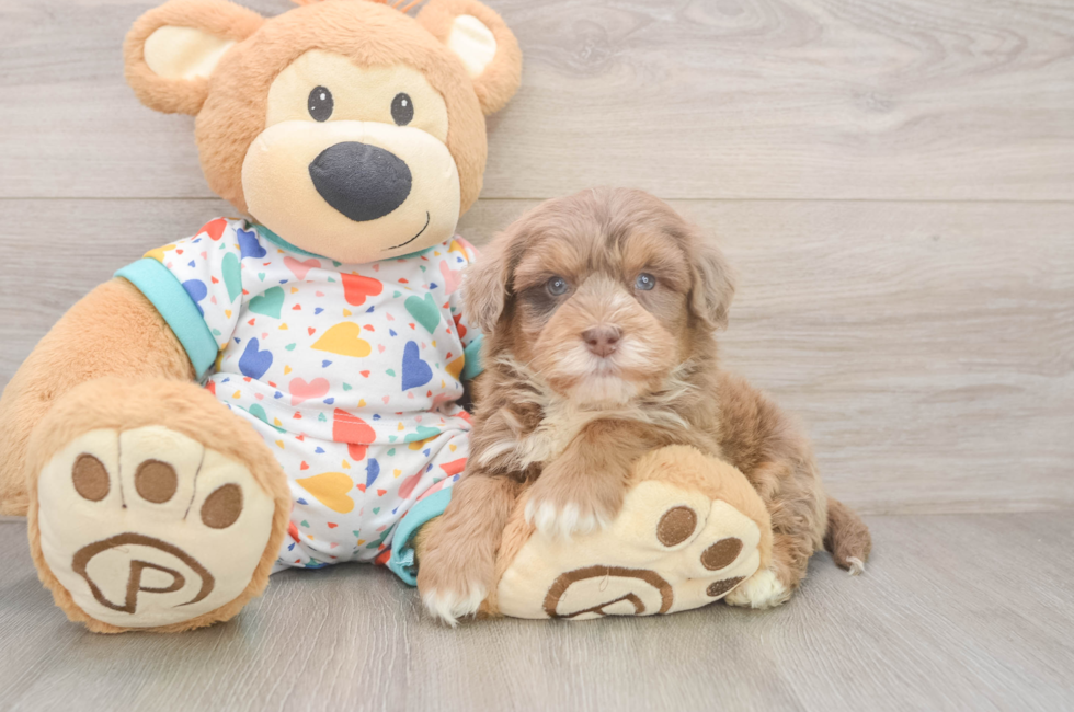 6 week old Havapoo Puppy For Sale - Simply Southern Pups