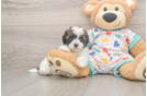 Havapoo Puppy for Adoption