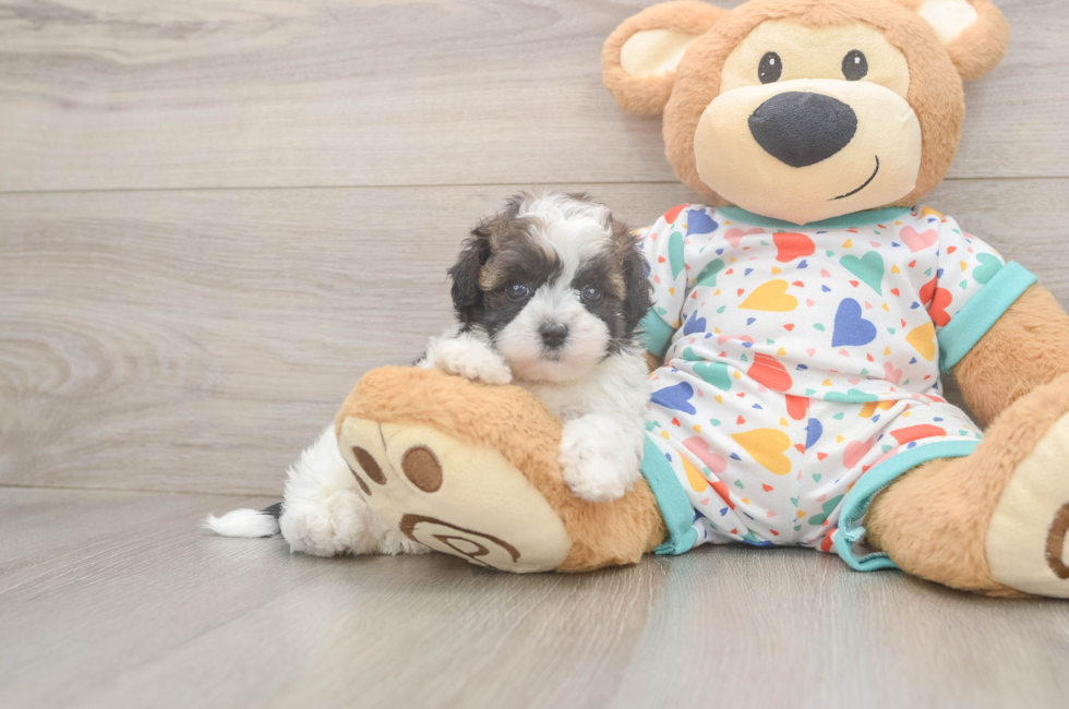 5 week old Havapoo Puppy For Sale - Simply Southern Pups