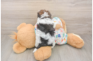 Havapoo Puppy for Adoption
