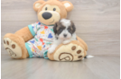 Best Havapoo Baby
