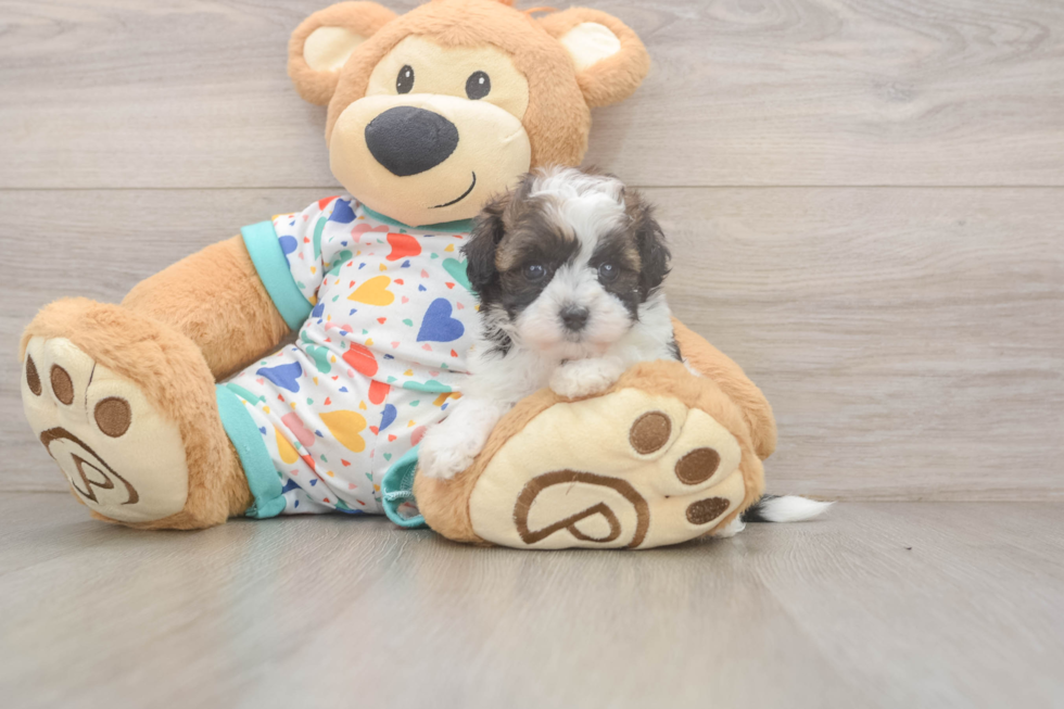 Best Havapoo Baby